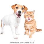 英亚体育足球社区文化建设与青少年普及推广策略 6ns6tf