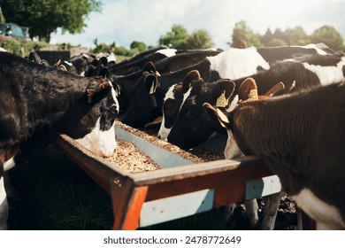 CB直播全称是什么?详细解析CB直播的含义